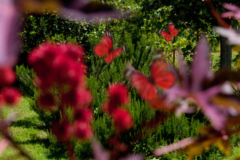 Una sorprendente ghirlanda di aromi celebra il risveglio della natura e dei suoi frutti